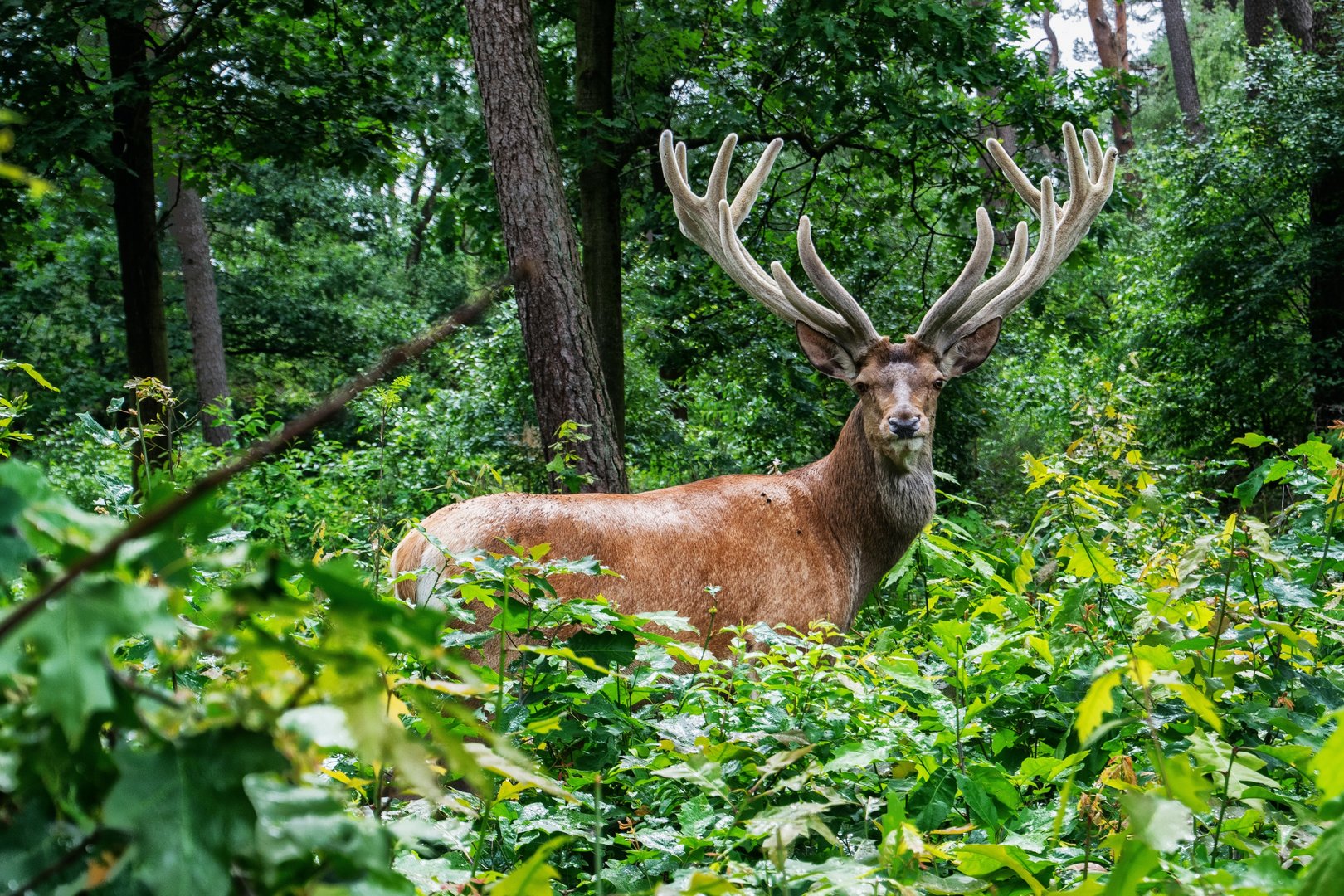 image Oh deer, nude sunbathers who fled animal fined for lockdown breach