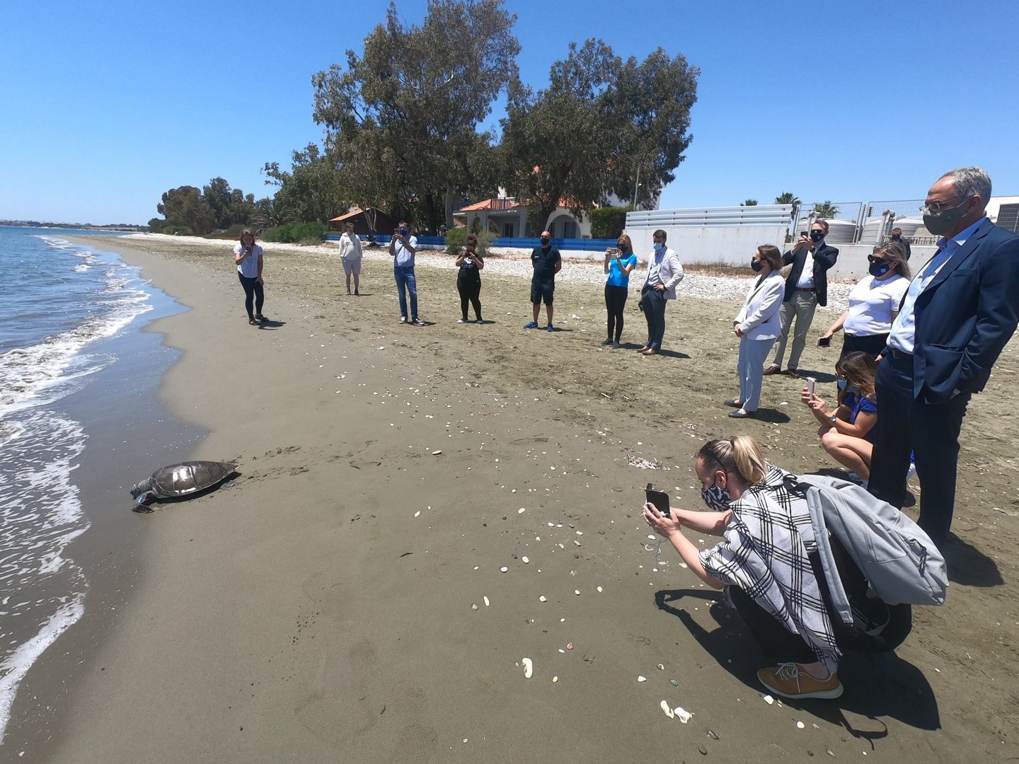 image Injured turtle released back into the sea after receiving treatment