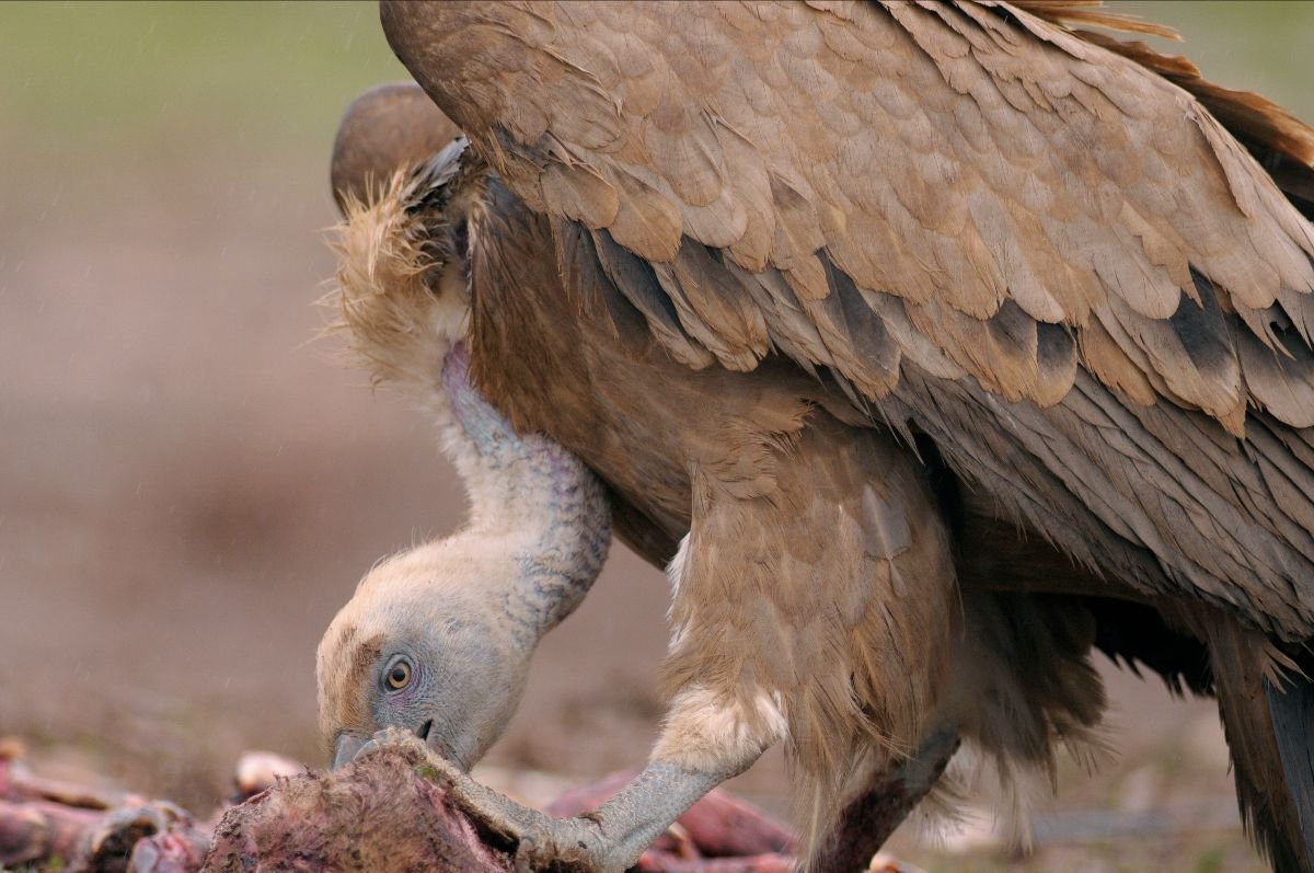 image The unknown facts behind vulture value