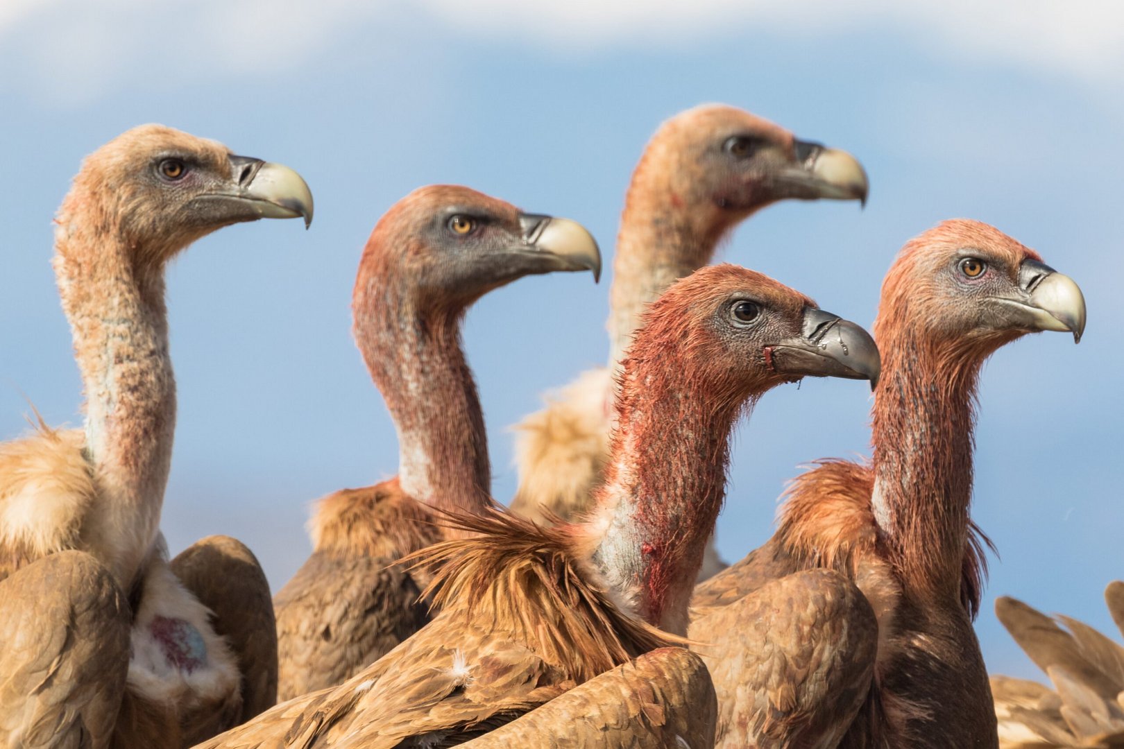 vulture 2