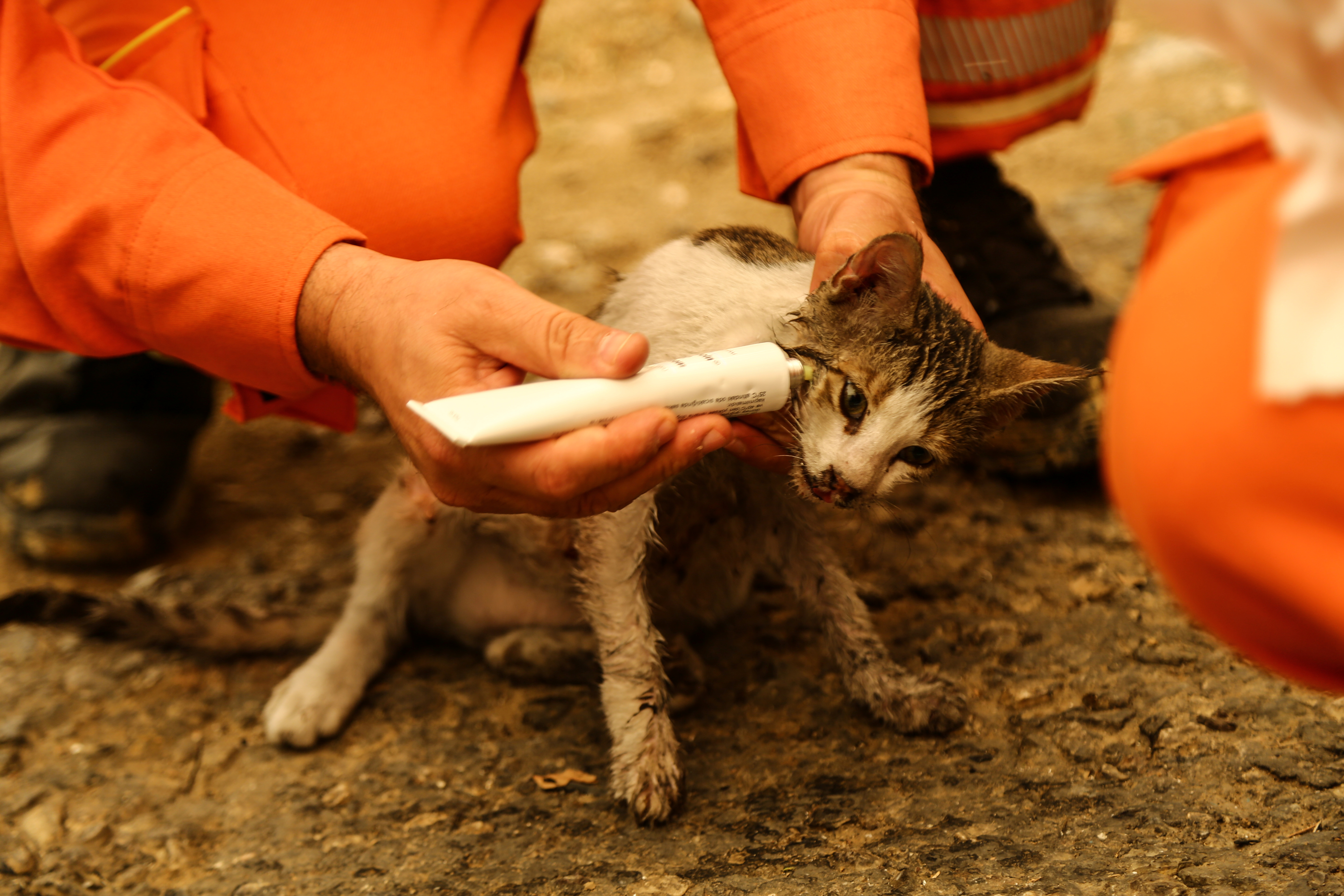 image Death toll in Turkish wildfires rises to four, blazes rage on