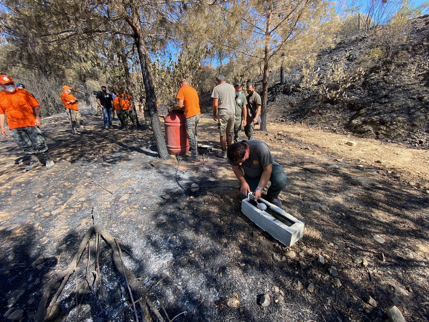 image Volunteers put out food and water for animals in fire-stricken area