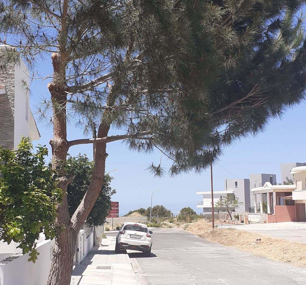 image Endangered Konia pine a symbol of all trees, say Greens