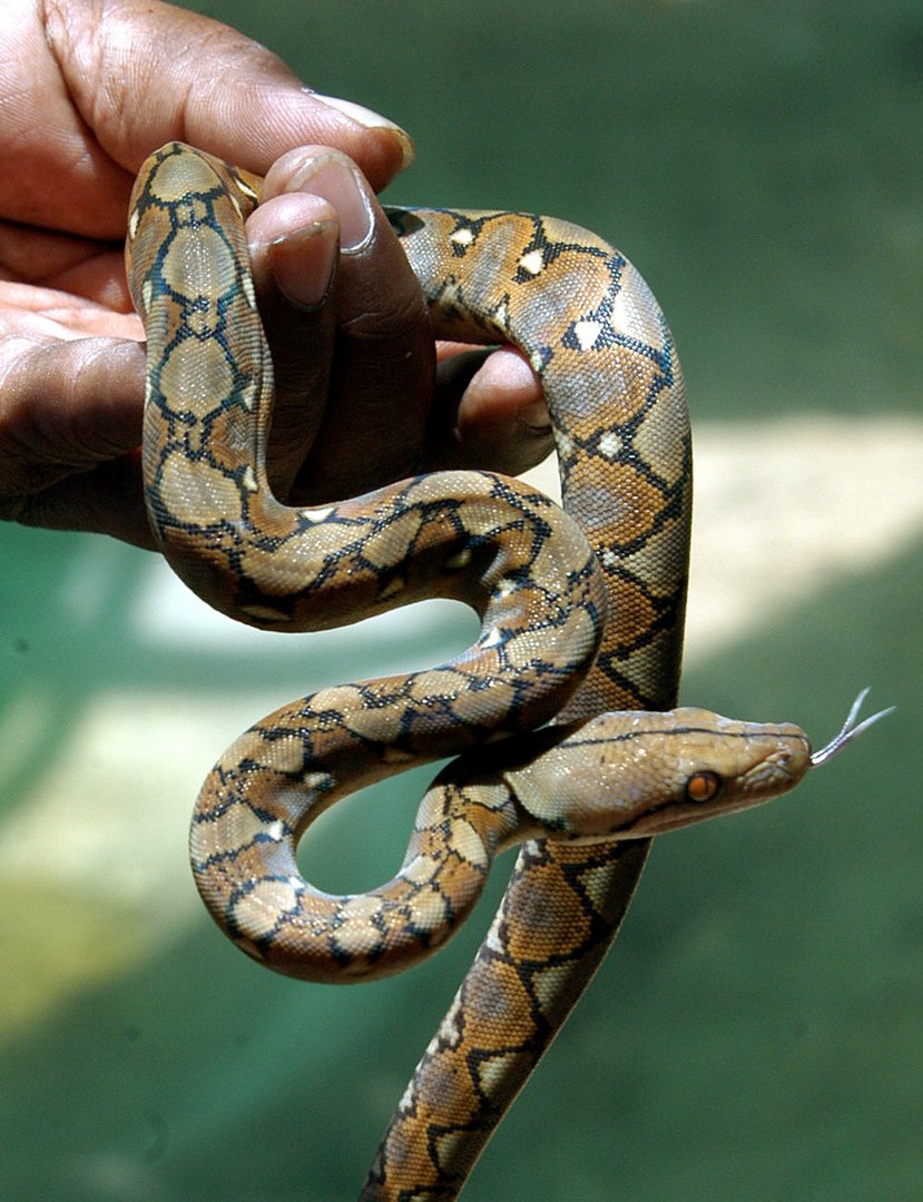 image Austrian gets shock of his life as python bites him on the toilet