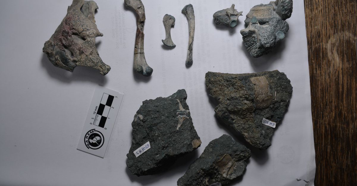 image Modern crocodile&#8217;s &#8216;grandfather&#8217; discovered in Chile fossil