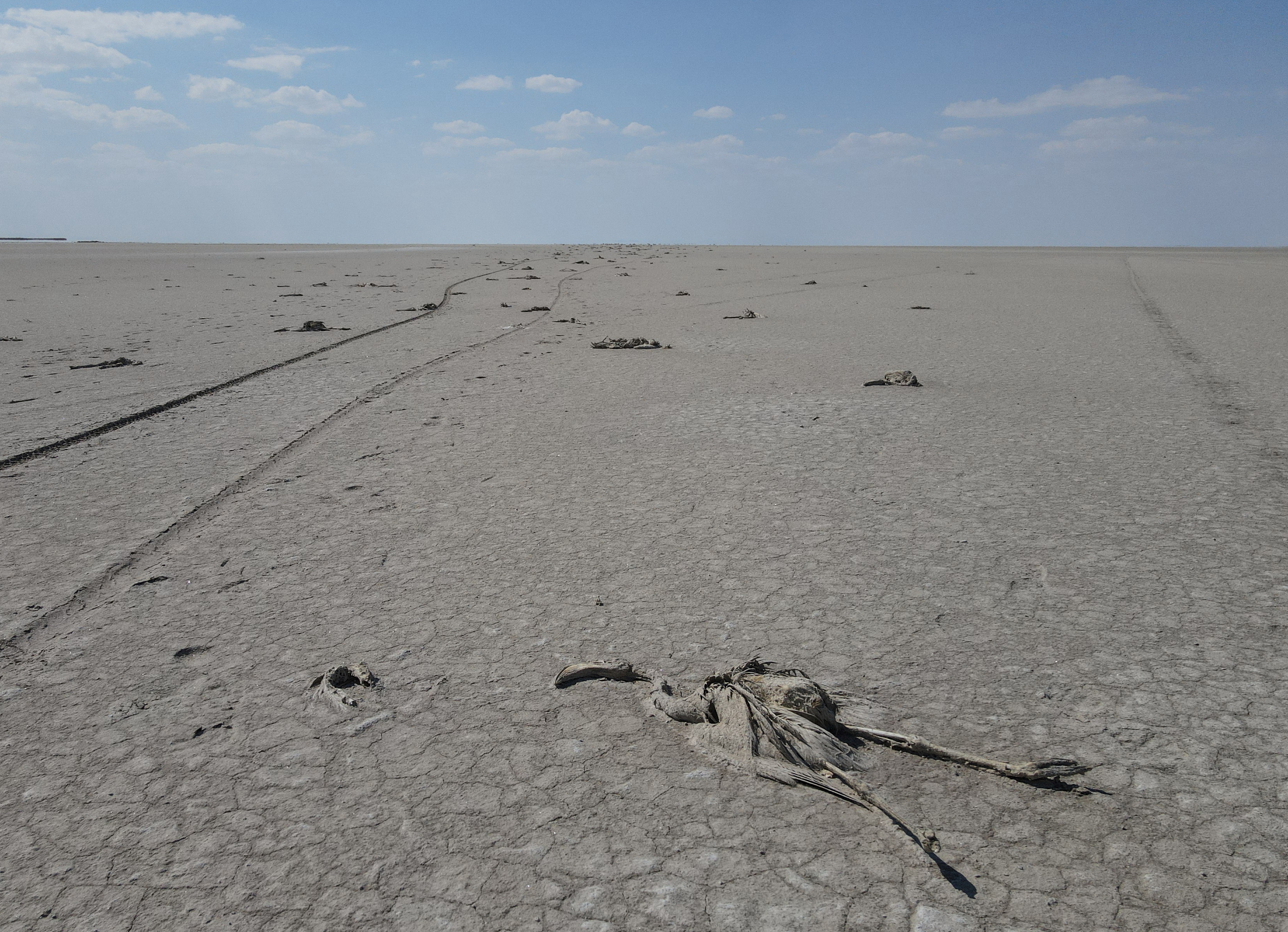 image Thousands of flamingos die in drought in central Turkey