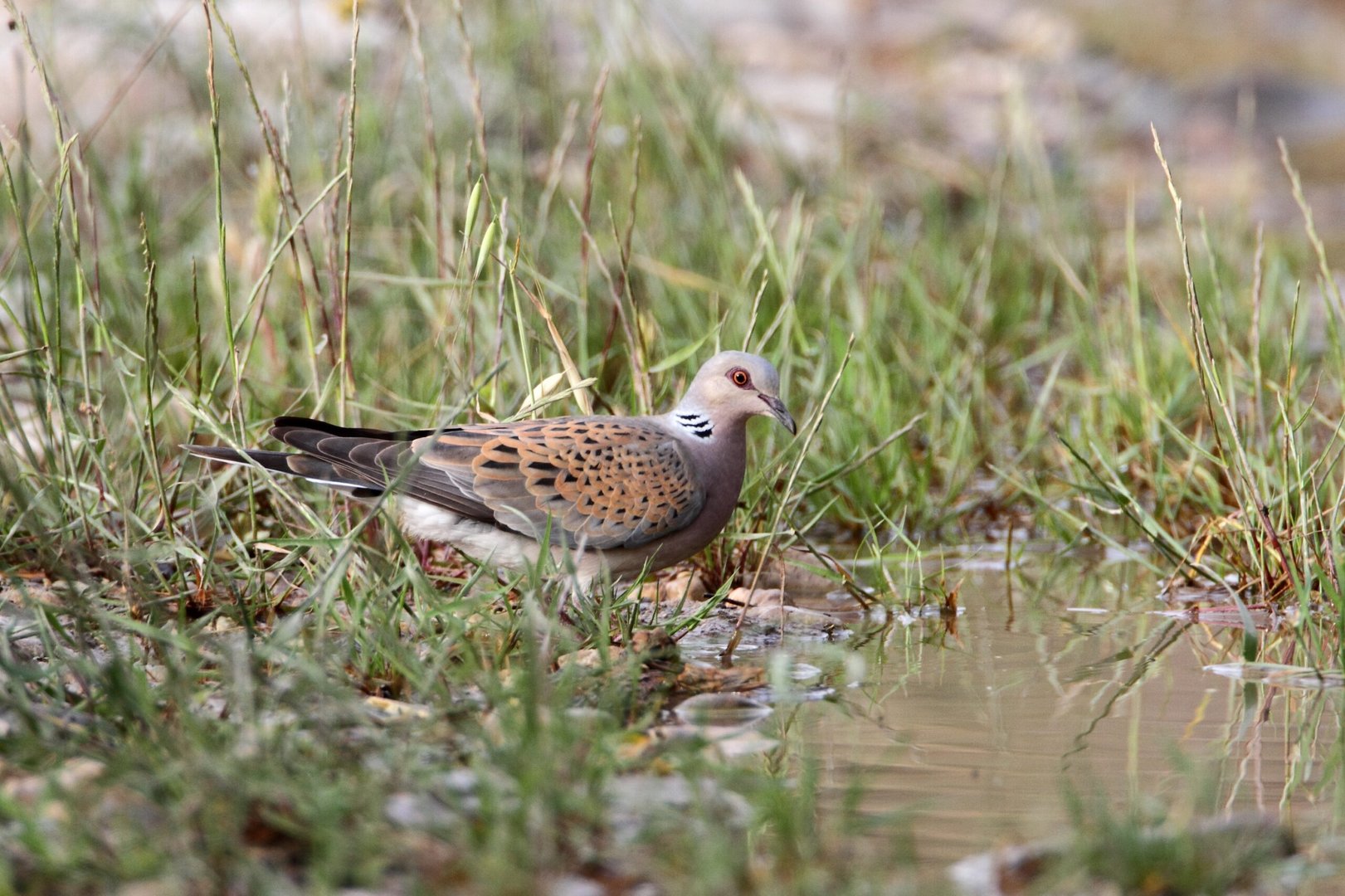 turtle dove ©david nye