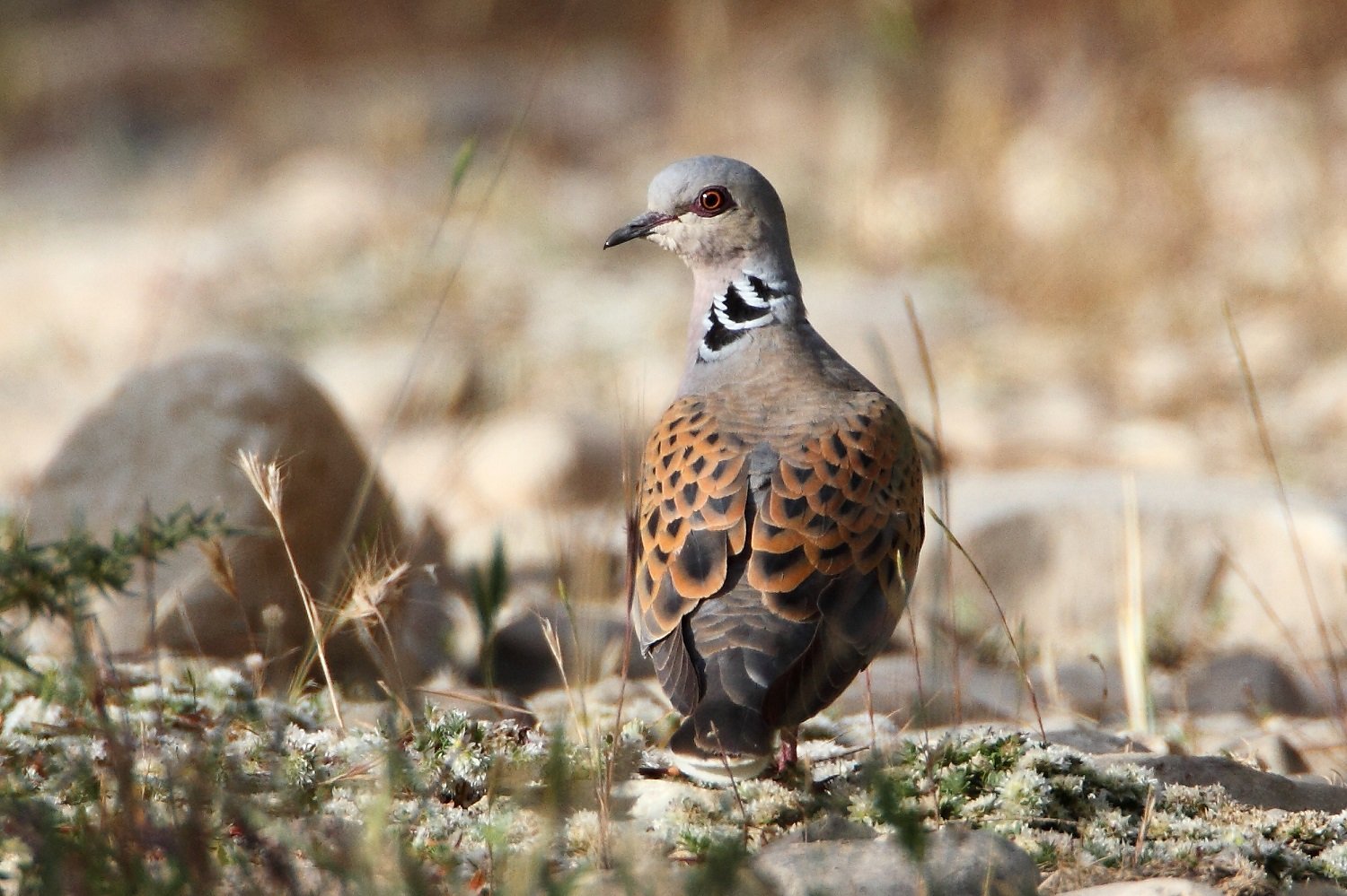 image Action plan to help turtle doves bounce back opposed by hunters