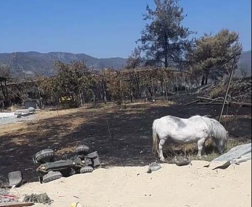 image Volunteers rushed to save animals