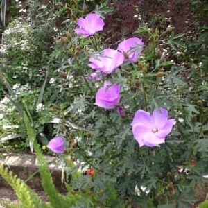what to do in the garden alyogyne hugelii