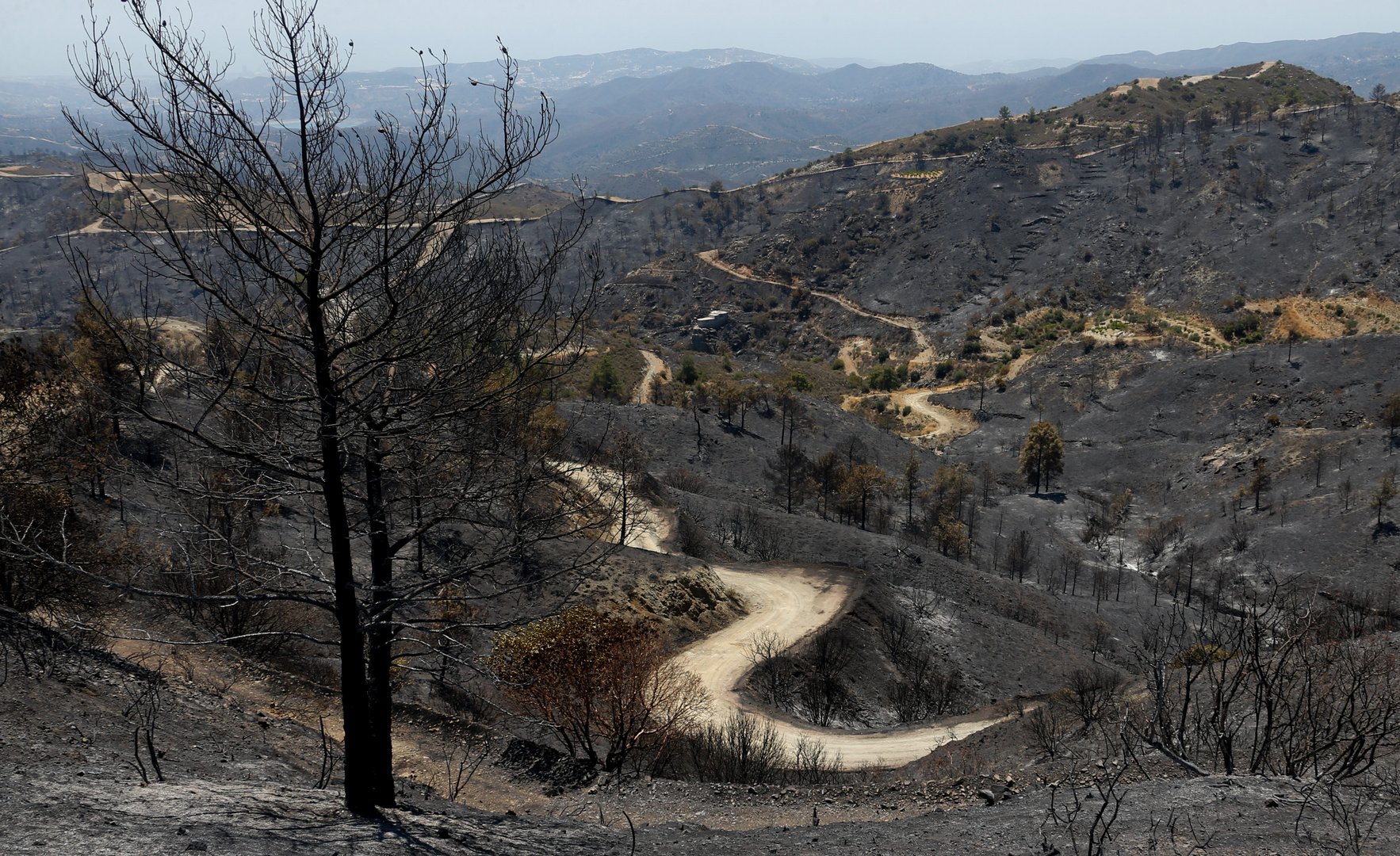 image Week to protect ‘national heritage’ of forests kicks off