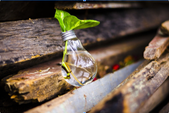bulb