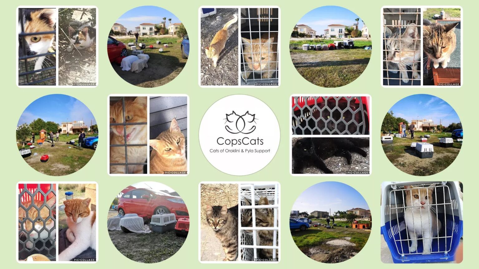 image 10,000 sign petition seeking justice in Oroklini cat abuse case