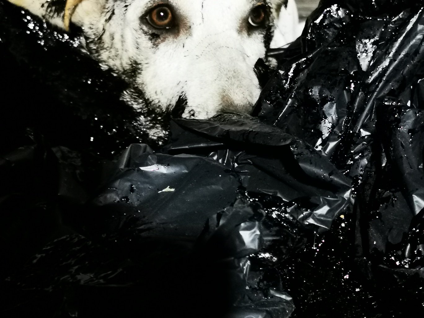 image Police launch investigation as two dogs get covered in tar