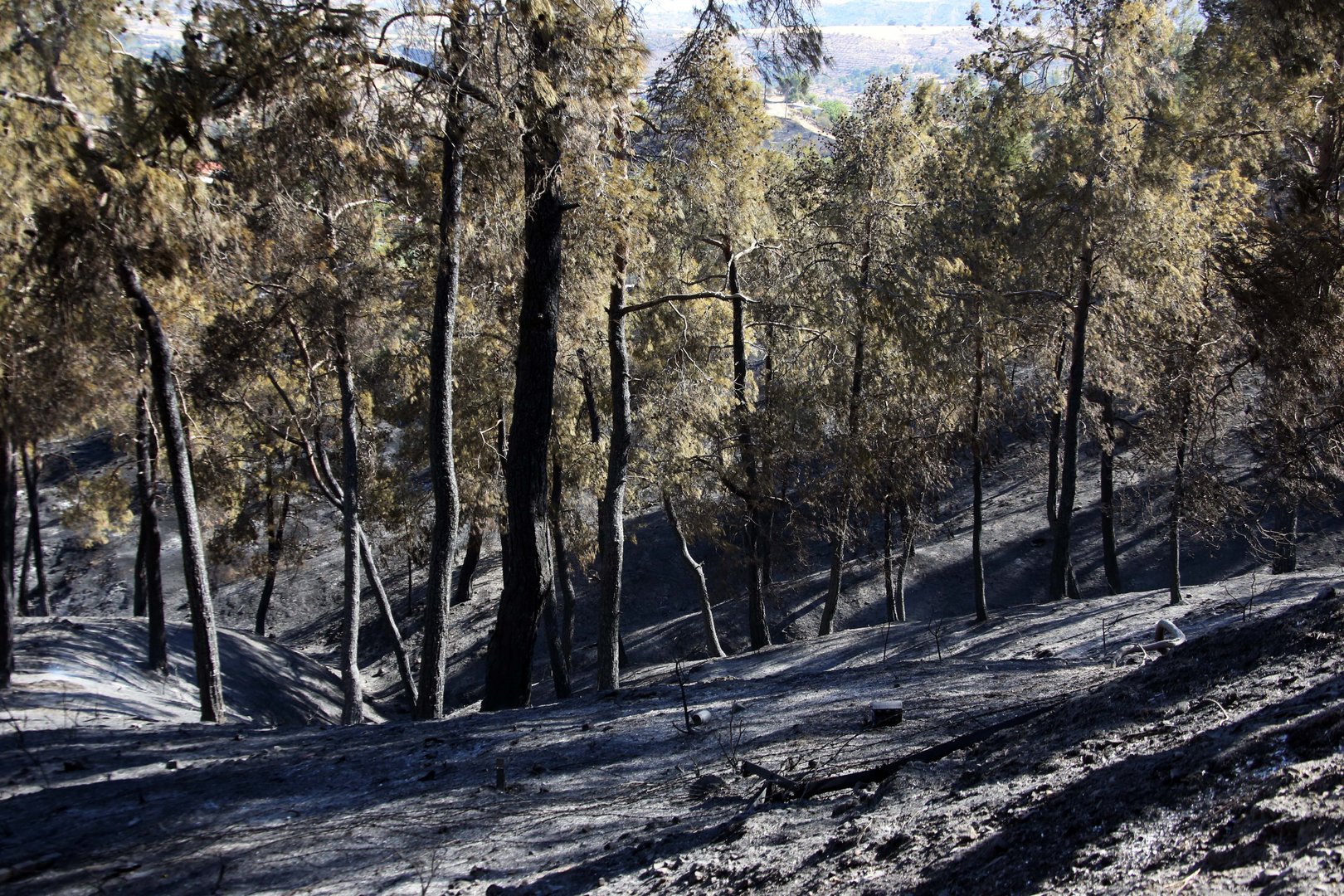 image Forests after the fire: let nature do its job