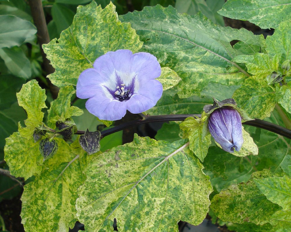 image Gardening: The science of sowing seeds