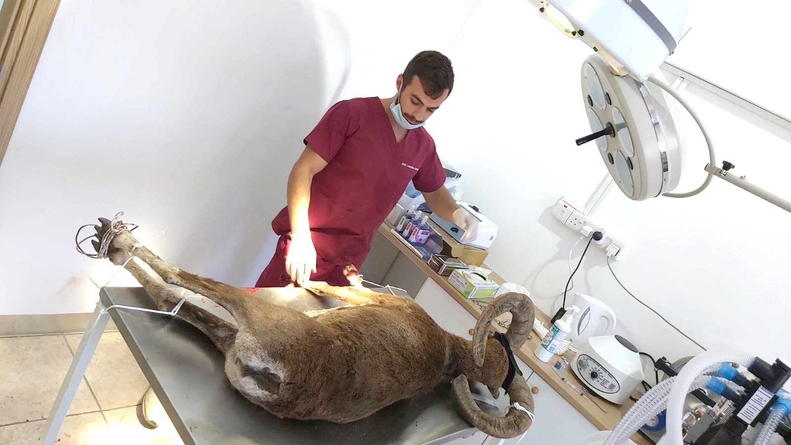 feature gina constantinos had to amputate a hoof of a male mouflon