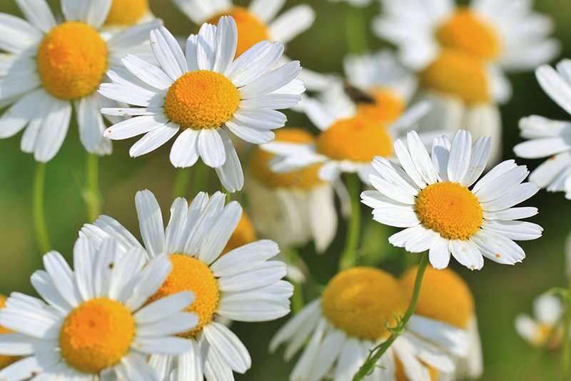 image Edible garden weeds that are great for your health