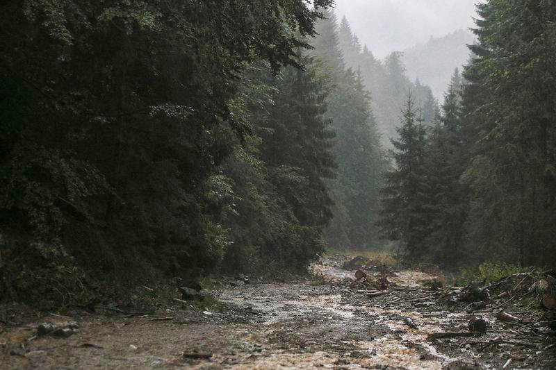image Reforesting Europe would increase rainfall &#8211; new research