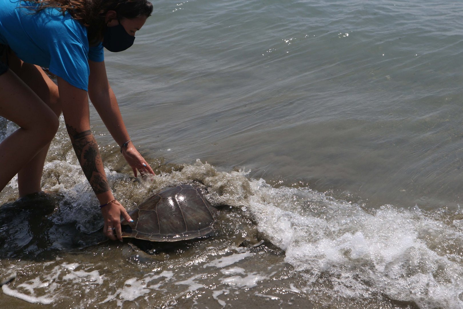 giving turtle a helping hand