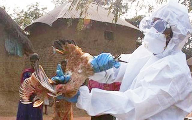image India reports first human death from bird flu