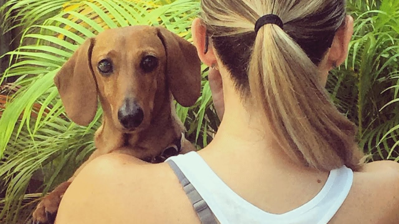 image How a blind rescue dachshund lights up his human home