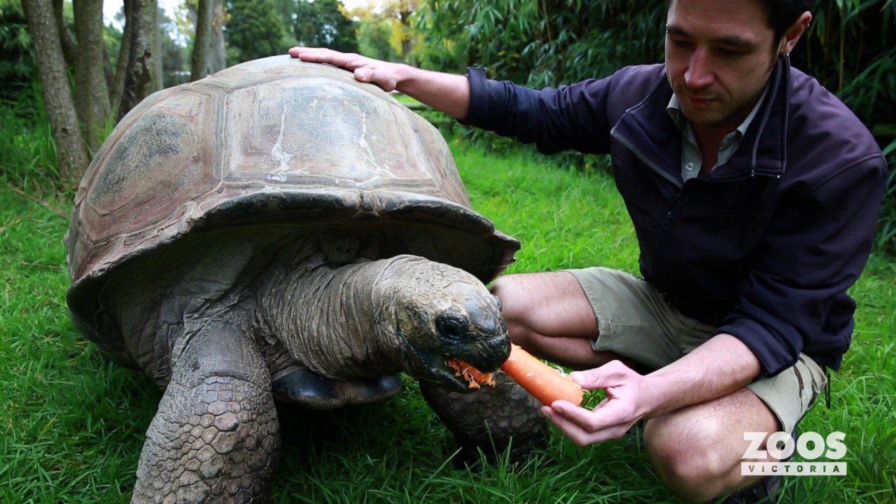 image Why caring for animals is so rewarding
