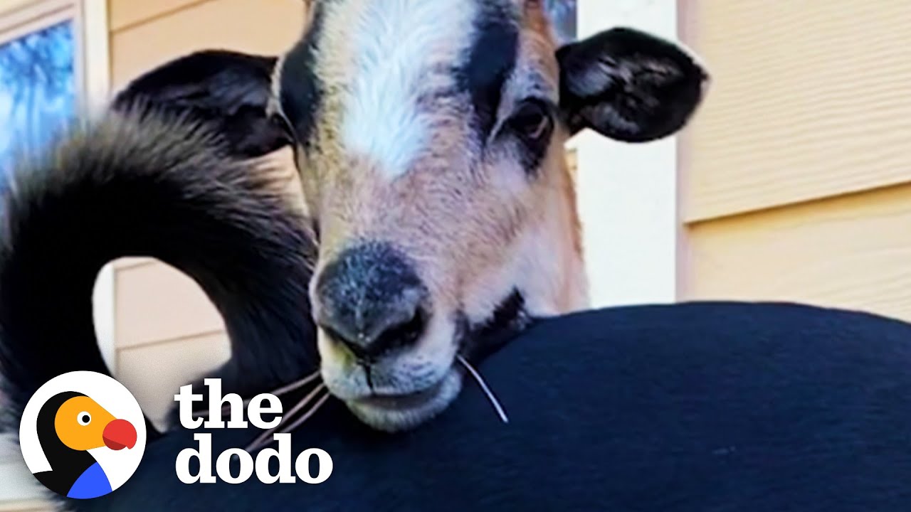 image How a neglected lamb and rescue dog became besties