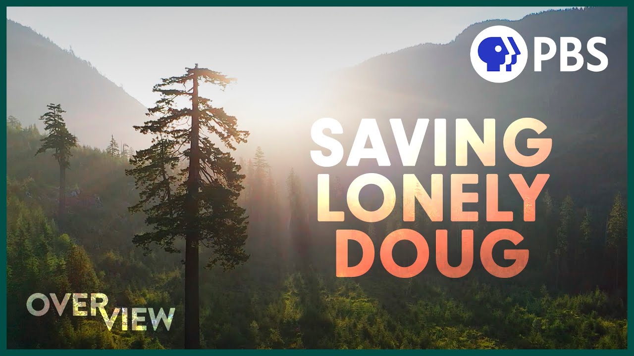 image Inside the fight to save an ancient forest