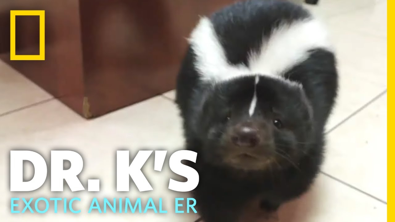 image Vet&#8217;s diary: regulating nutrition for an overweight pet skunk