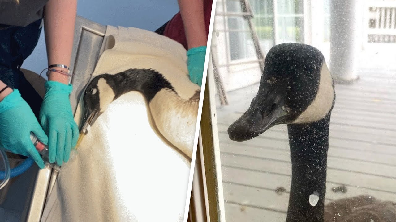 image Devoted goose braves humans to comfort injured mate
