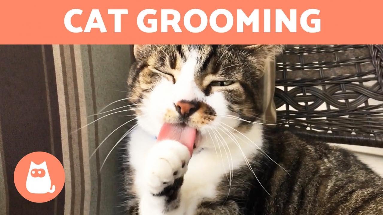 image The five reasons why cats groom themselves