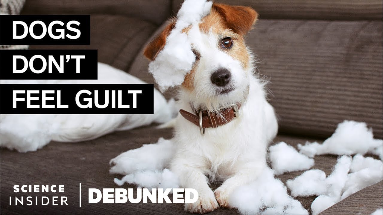 image Debunking 15 common myths about dogs