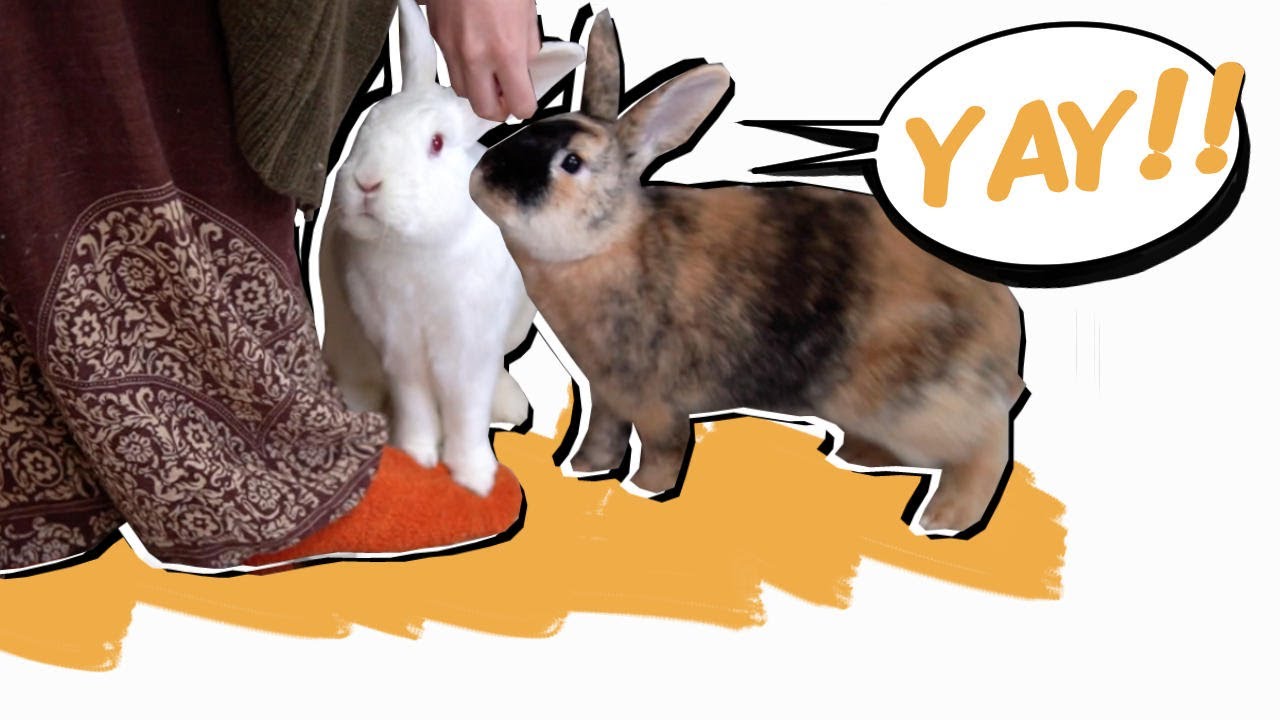 image Eight ways of helping pet rabbits feel safe and content