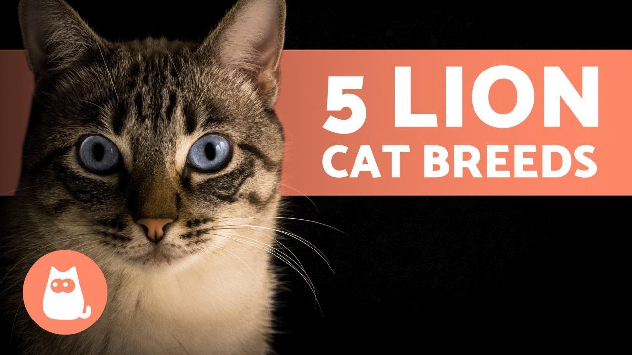 image Meet the breeds: the felines with a &#8216;big cat&#8217; appearance