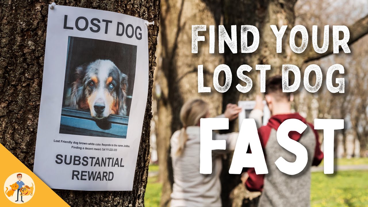 image A nine-step check-list to help find a lost dog