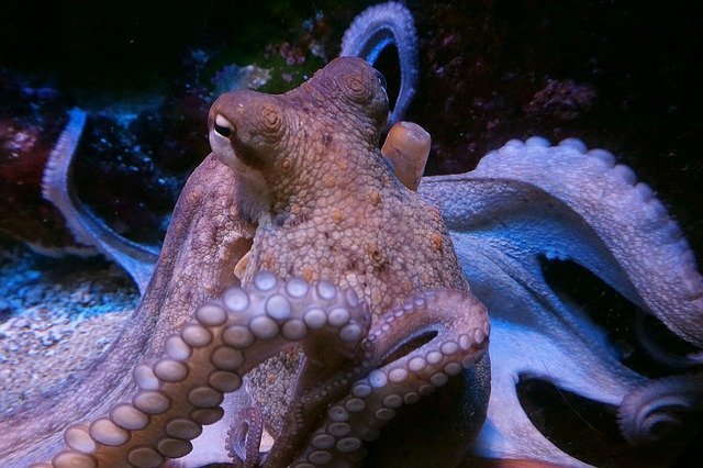 image Suckers for learning: why octopuses are so intelligent