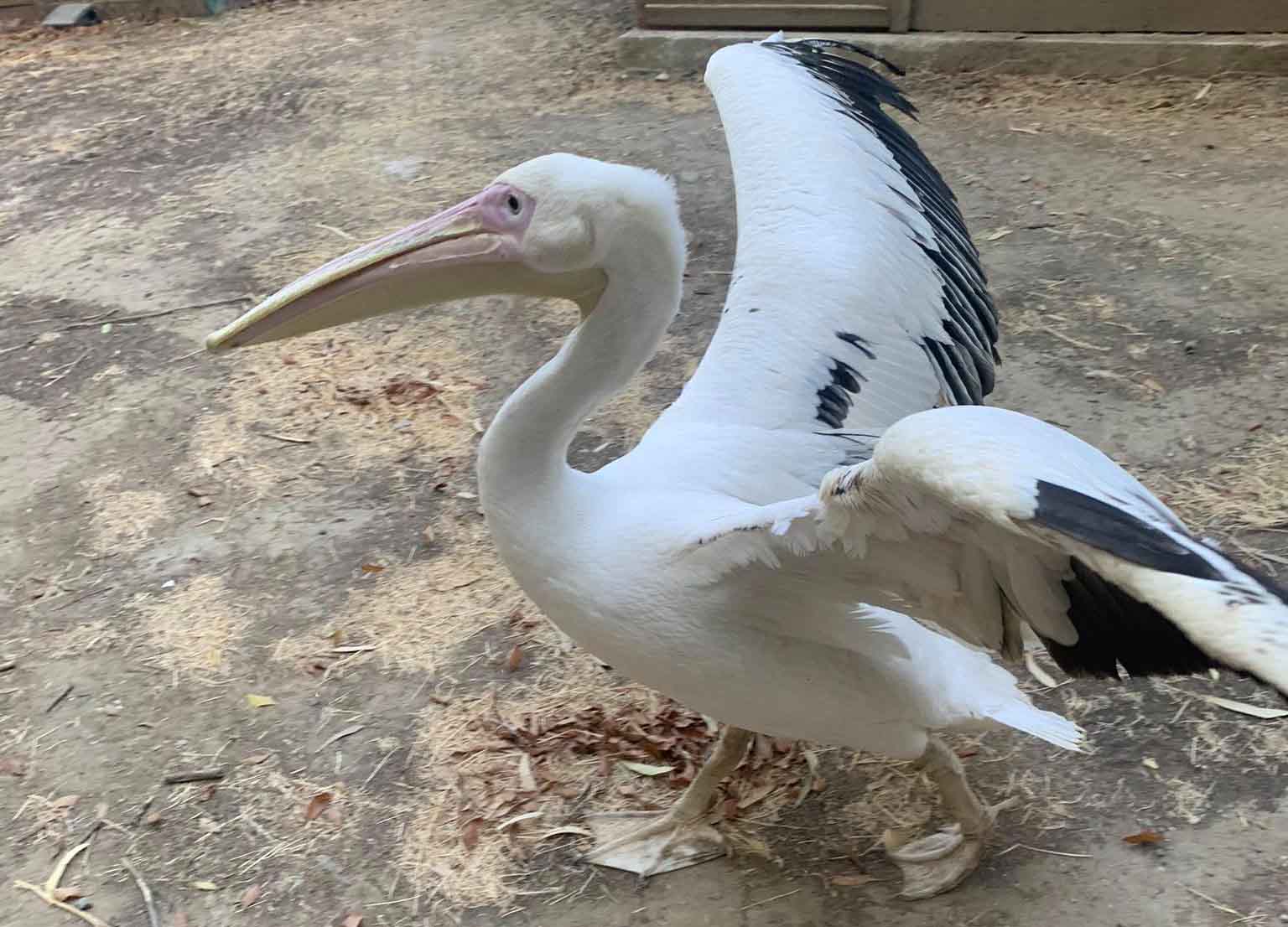 pelican stays put
