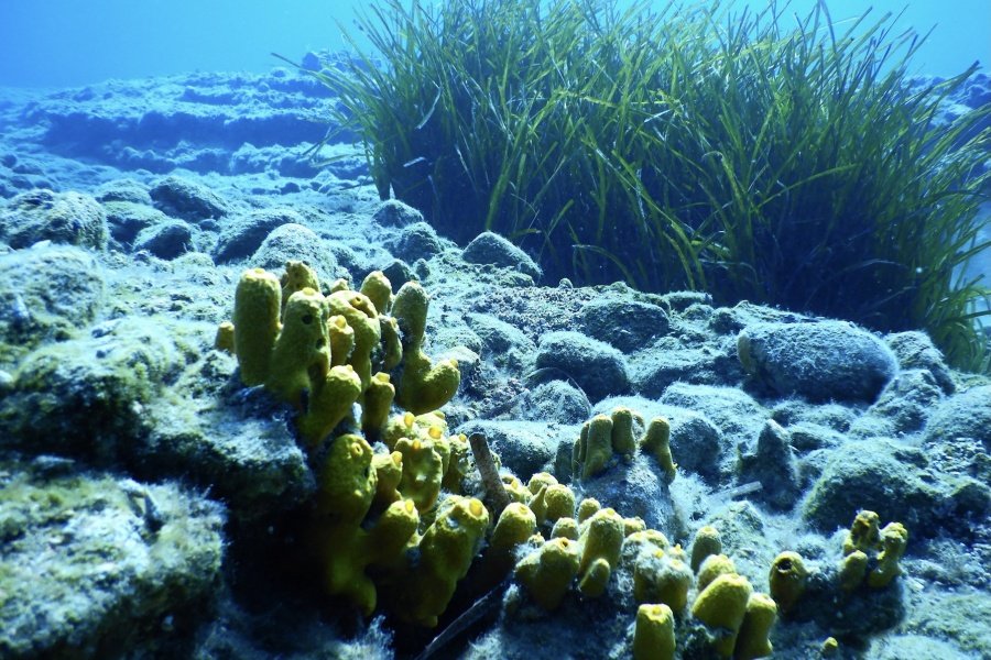 image Larnaca’s new snorkelling reef to be named Dorida
