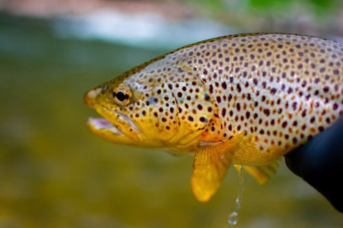 image Fish hooked on meth – the consequences of freshwater pollution