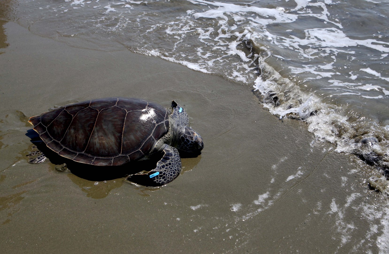image Greens seek end to turtle watching cruises