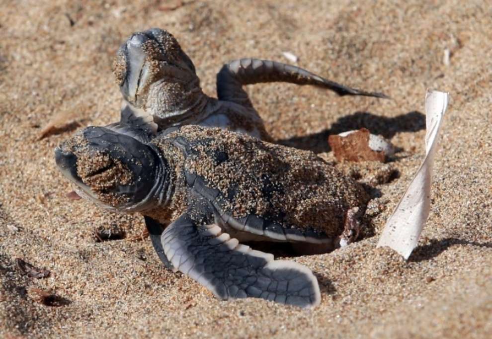 image Sea turtle populations increasing in SBA areas