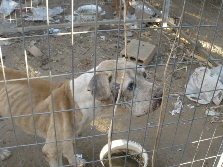 image Animal police unit has investigated around 200 incidents of potential abuse