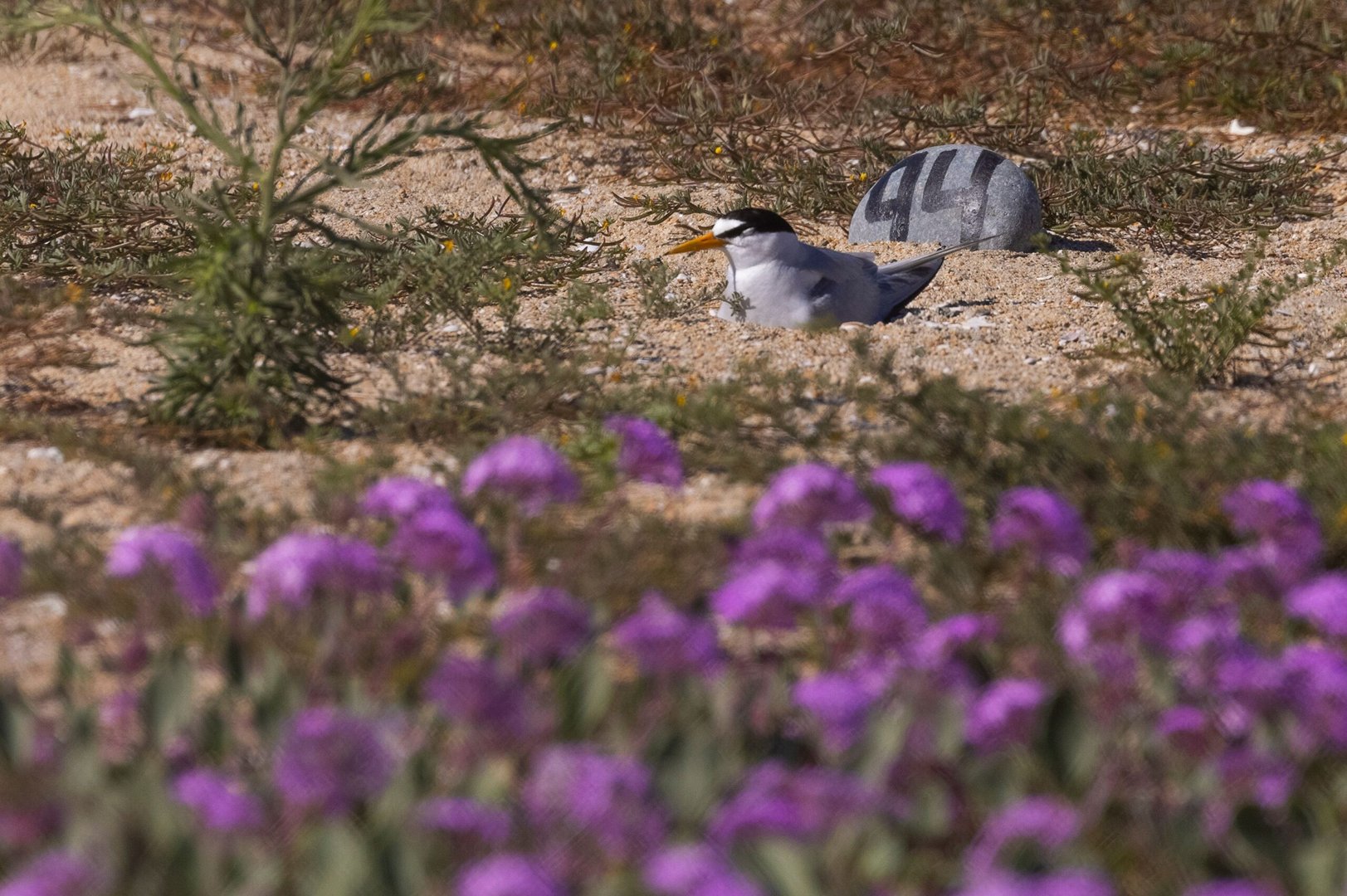 desalination advances in california, despite opponents and looming alternative