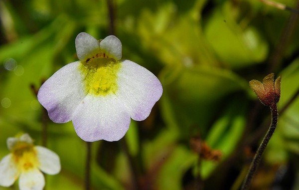 image Ministry shines spotlight on Cyprus’ only endemic carnivorous plant