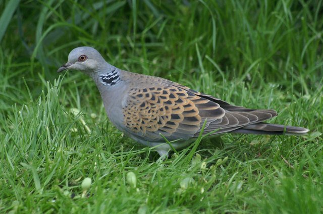 image BirdLife calls for strict monitoring in hunting of turtle doves this autumn