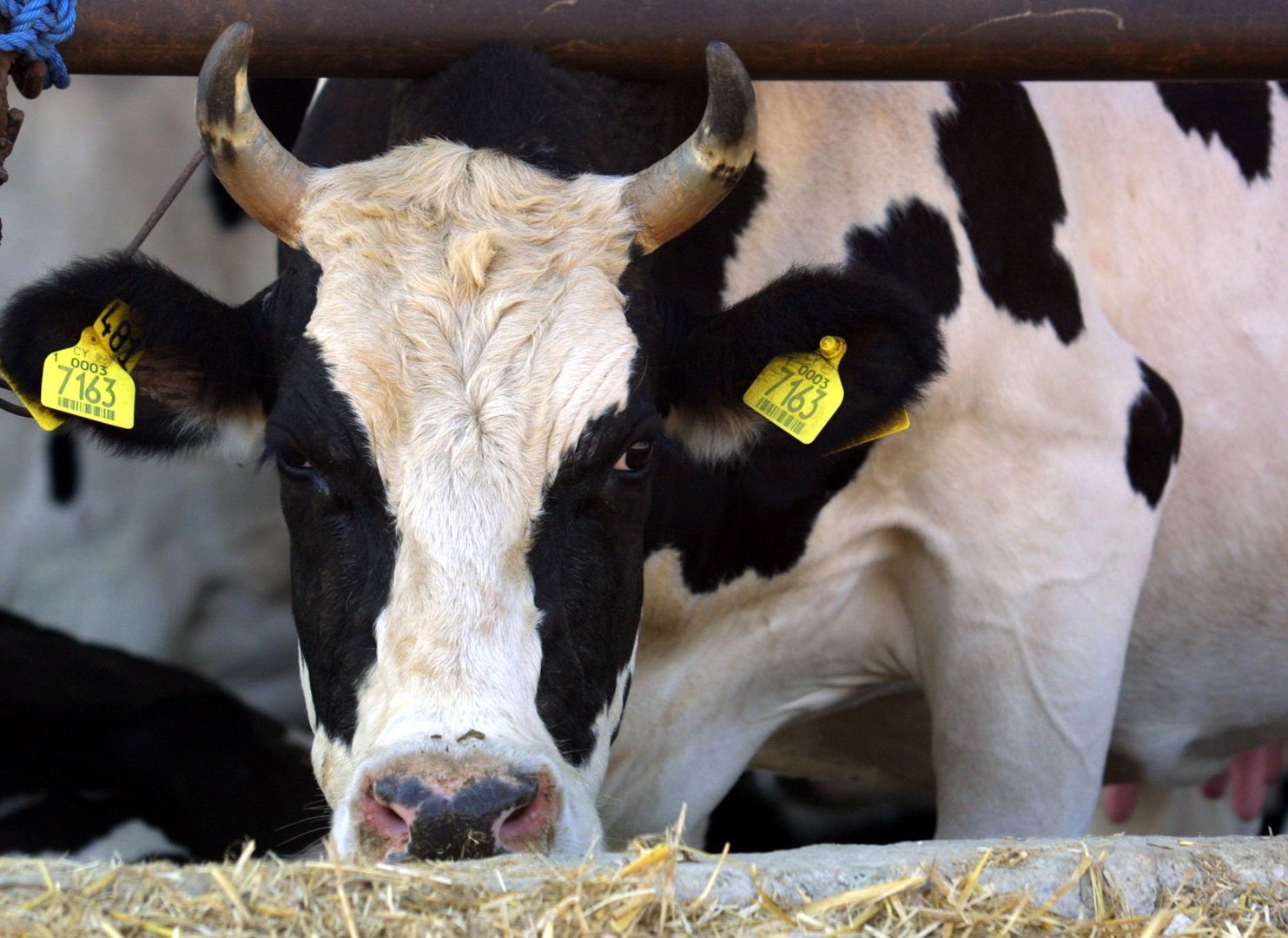 image Farmer fracas over bean crop damage