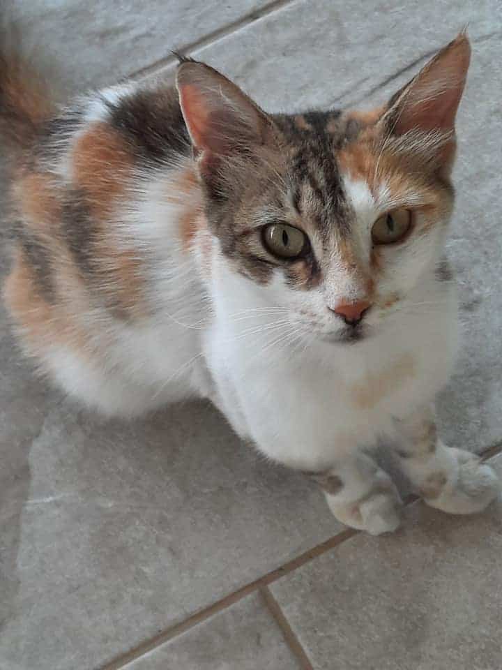image Animal police investigating ‘barbaric’ killing of pet cat in Ergates  