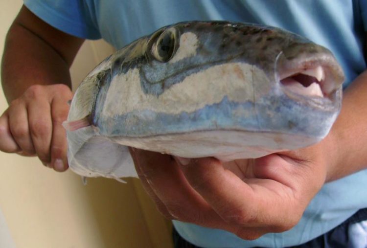 image Paphos fishermen want state to tackle alien species