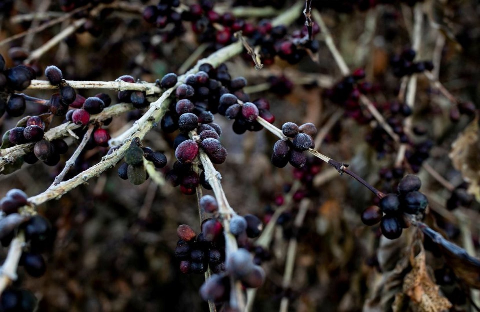 image Coffee prices to climb as frost and freight costs bite
